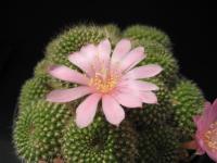 Thumbnail of 1344_Rebutia spec._20100530.jpg